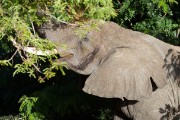 elephant coming to lodge